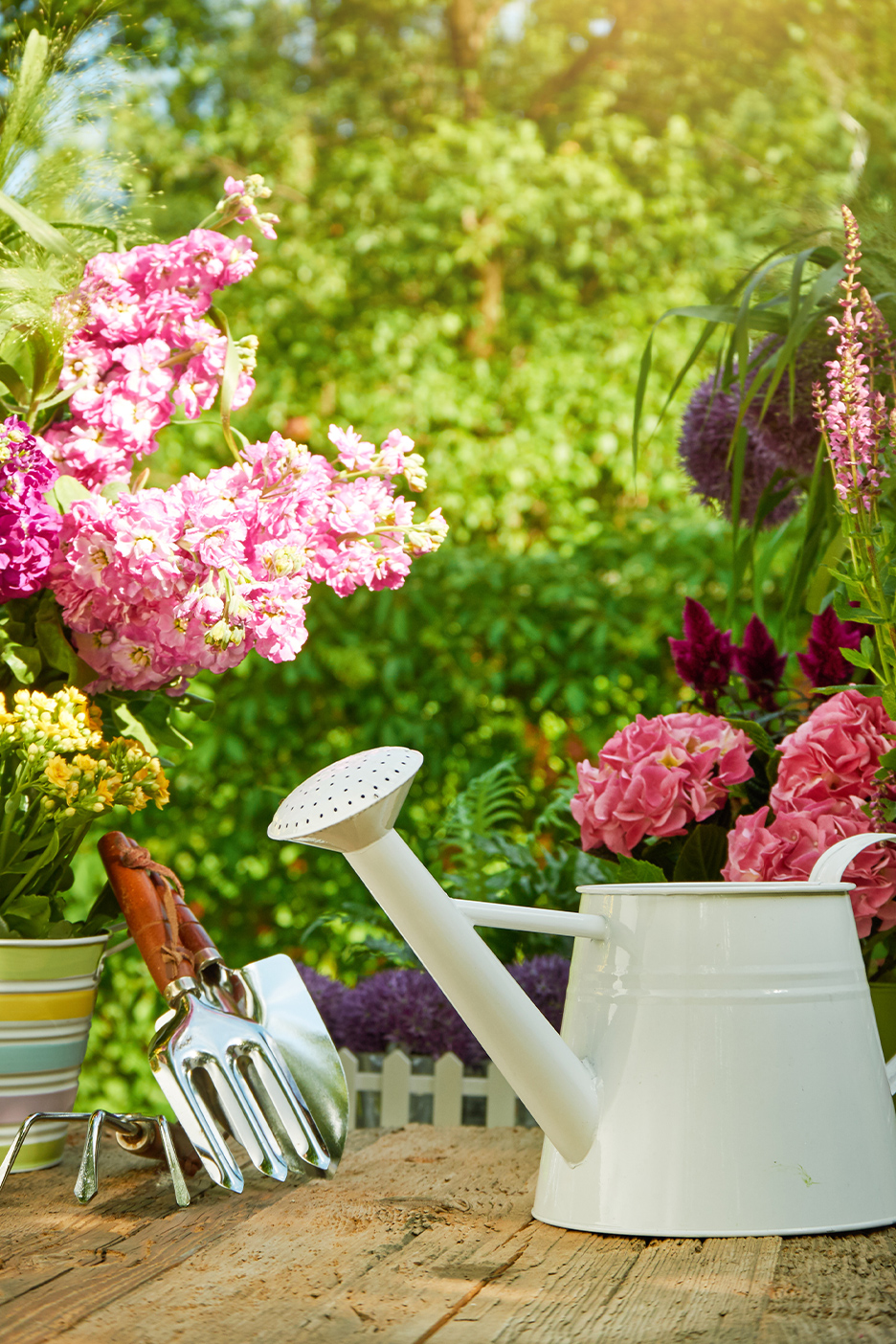 Bela kanta za zalivanje i baštenski alat na drvenom stolu, okruženi ružičastim cvećem.